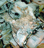 Giardiniera engine dead as a doornail